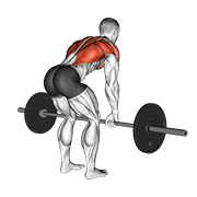 Barbell bent over row demonstration