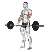 Barbell curl demonstration