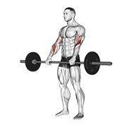 Barbell reverse curl demonstration
