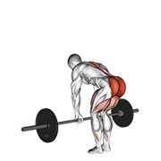 Barbell romanian deadlift demonstration