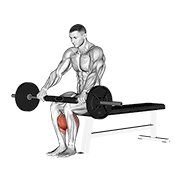 Barbell seated calf raise demonstration