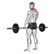 Barbell shrug demonstration