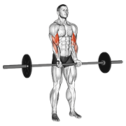 Barbell standing close grip curl demonstration