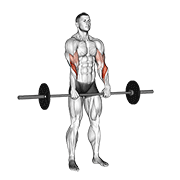Barbell standing reverse grip curl demonstration
