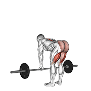 Barbell straight leg deadlift demonstration