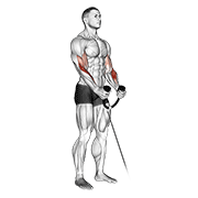 Cable hammer curl (with rope) demonstration