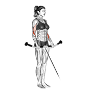 Cable reverse curl demonstration