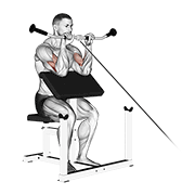 Cable reverse preacher curl demonstration