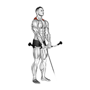 Cable shrug demonstration