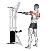 Cable standing rear delt row (with rope) demonstration