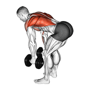 Dumbbell bent over row demonstration