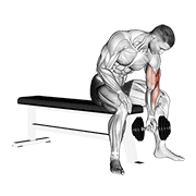 Dumbbell concentration curl demonstration