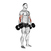 Dumbbell hammer curl v. 2 demonstration
