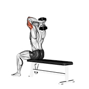 Dumbbell seated bench extension demonstration