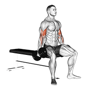 Dumbbell seated curl demonstration