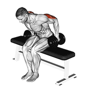 Dumbbell seated kickback demonstration