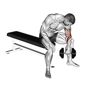 Dumbbell seated revers grip concentration curl demonstration