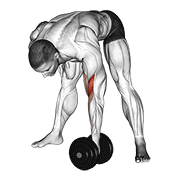 Dumbbell standing concentration curl demonstration