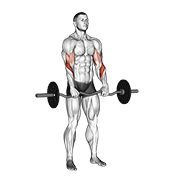 Ez barbell reverse grip curl demonstration