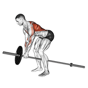 Lever bent over row demonstration