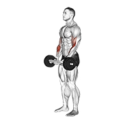 Olympic barbell hammer curl demonstration