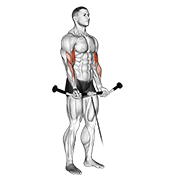 Cable curl demonstration