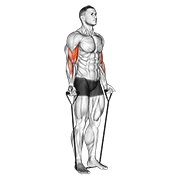 Band alternating biceps curl demonstration