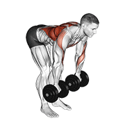 Dumbbell palm rotational bent over row demonstration