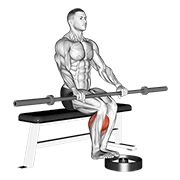 Barbell seated calf raise demonstration