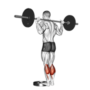 Barbell standing calf raise demonstration
