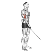 Cable reverse one arm curl demonstration