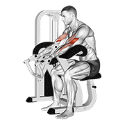 Lever preacher curl v. 2 demonstration
