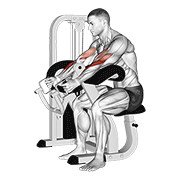 Lever hammer grip preacher curl demonstration