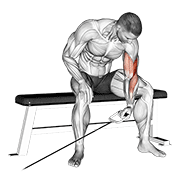 Cable seated one arm concentration curl demonstration