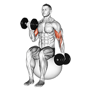 Dumbbell alternating seated bicep curl on exercise ball demonstration
