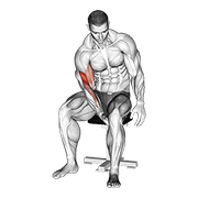 Biceps leg concentration curl demonstration