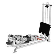 Sled lying calf press demonstration