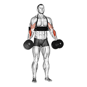 Dumbbell hammer curls (with arm blaster) demonstration