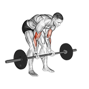 Barbell standing concentration curl demonstration