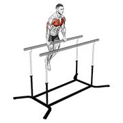 Chest dip on straight bar demonstration