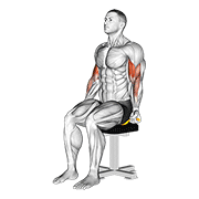 Resistance band seated biceps curl demonstration