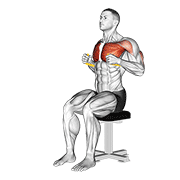 Resistance band seated chest press demonstration